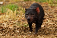 Dabel medvedovity - Sarcophilus harrisii - Tasmanian Devil 7697